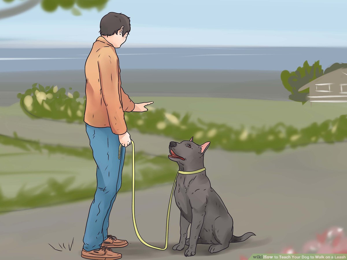  how to train a puppy to walk on a leash