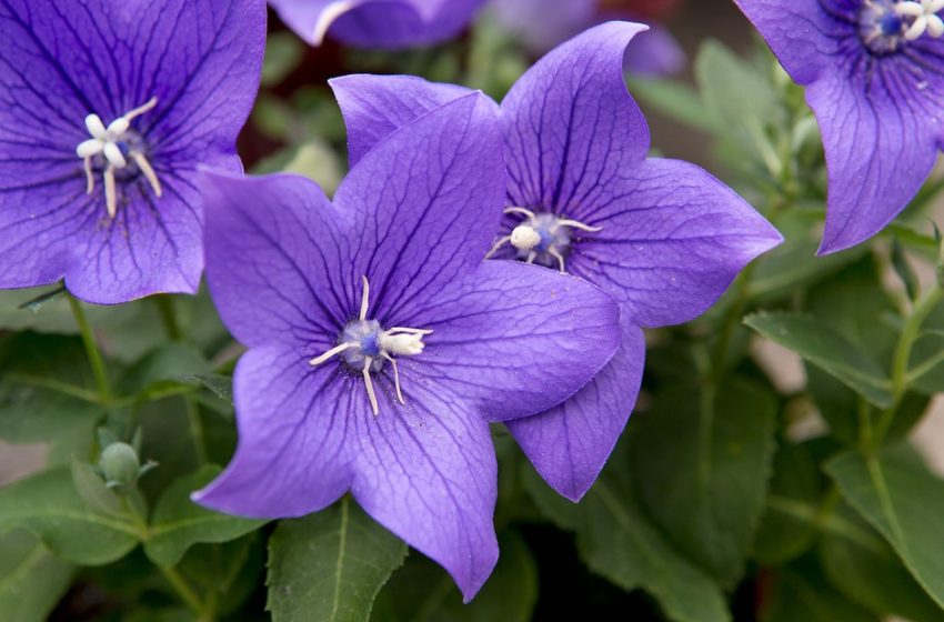  The Beauty and Meaning Behind the Balloon Flowers
